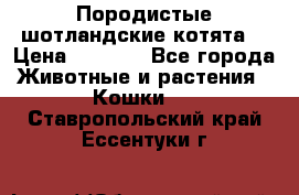 Породистые шотландские котята. › Цена ­ 5 000 - Все города Животные и растения » Кошки   . Ставропольский край,Ессентуки г.